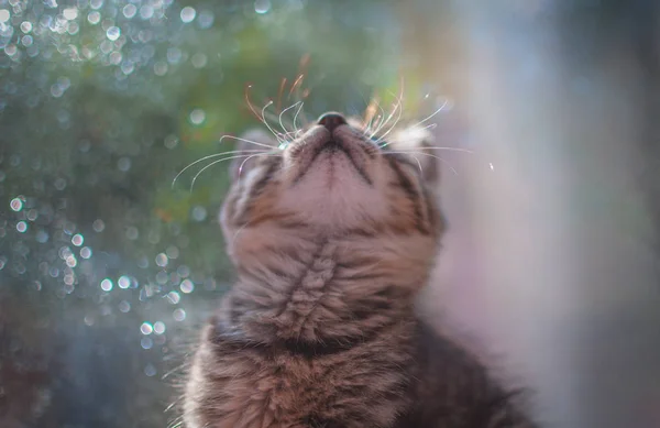 Portret Van Een Pluizig Volbloed Kitten — Stockfoto