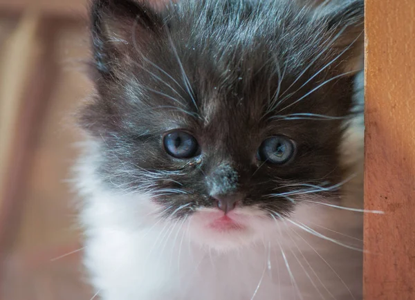 Retrato Gatito Pura Sangre Esponjosa — Foto de Stock