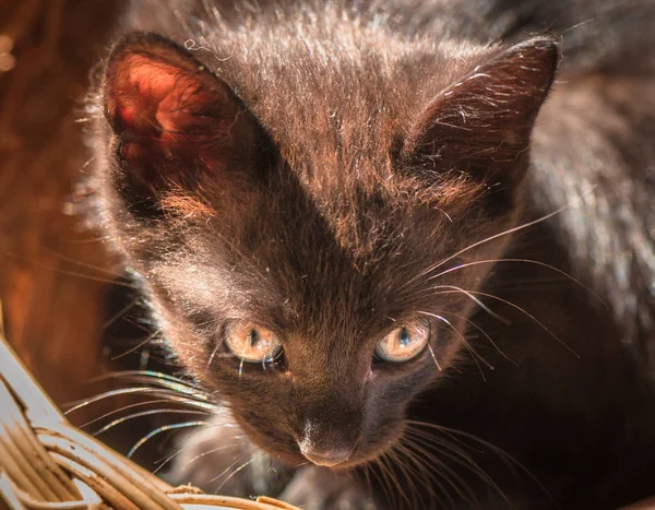 Retrato Gatinho Puro Sangue Fofo — Fotografia de Stock