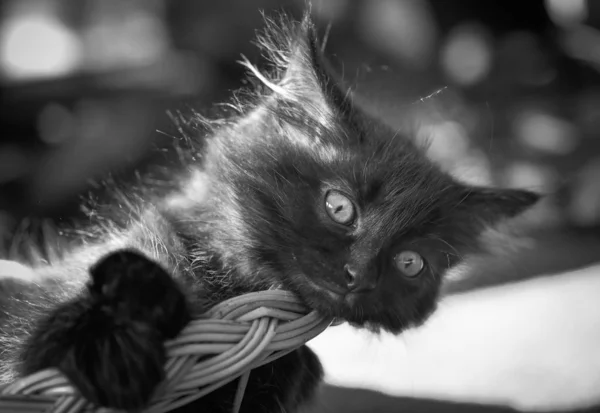 ふわふわサラブレッド子猫の肖像 — ストック写真