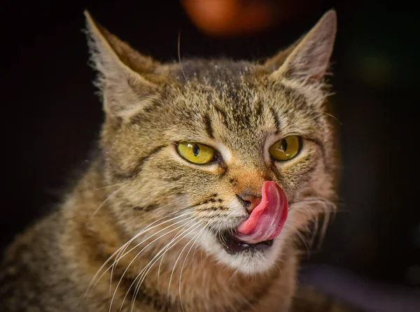 Portrait Fluffy Thoroughbred Cat — Stock Photo, Image