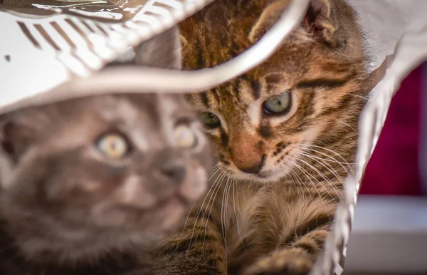 Портрет Пушистого Чистокровного Котенка — стоковое фото