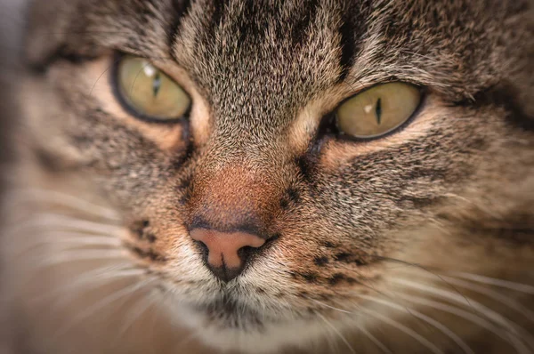 Portrait Fluffy Thoroughbred Cat — Stock Photo, Image