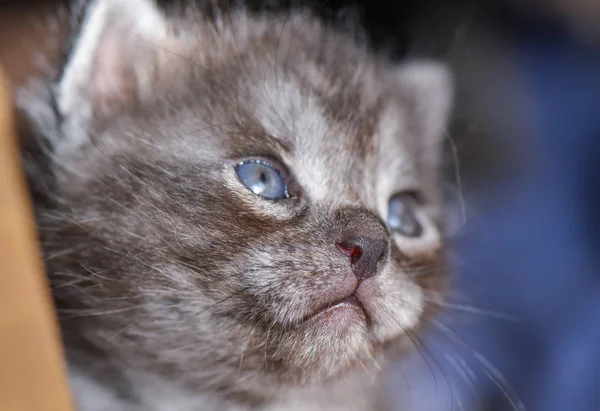 Portrait Fluffy Thoroughbred Kitten — Stock Photo, Image