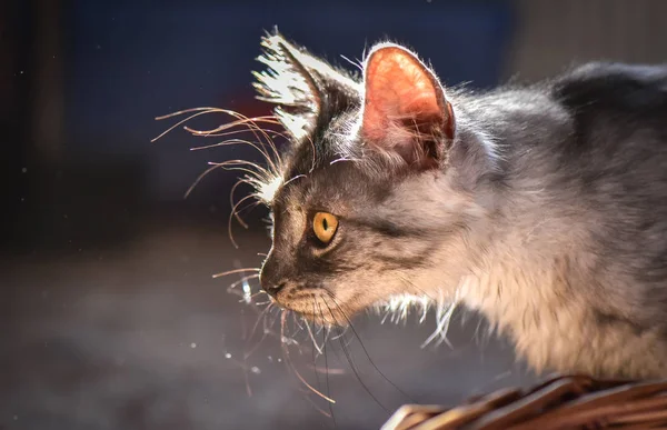 Porträt Eines Flauschigen Vollblutkätzchens — Stockfoto