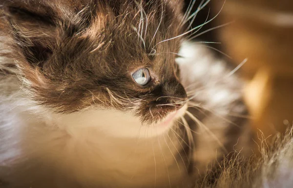 Portrait Fluffy Thoroughbred Kitten — Stock Photo, Image