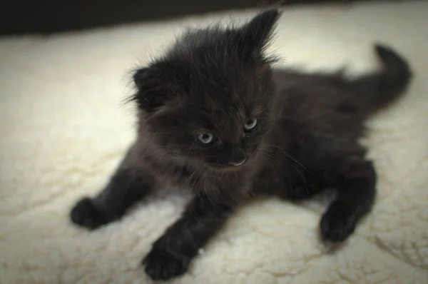 Portrait Fluffy Thoroughbred Kitten — Stock Photo, Image