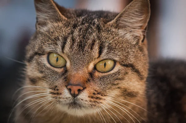 Porträt Einer Flauschigen Vollblutkatze — Stockfoto