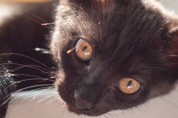 Portret Van Een Pluizig Volbloed Kitten — Stockfoto