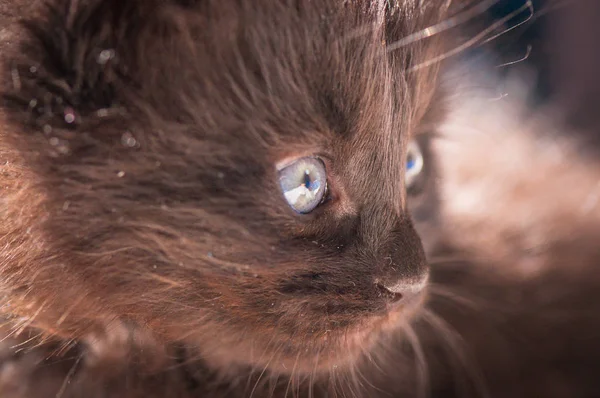 Portret Puszystego Rasowego Kociaka — Zdjęcie stockowe