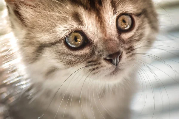 Retrato Gatinho Puro Sangue Fofo — Fotografia de Stock