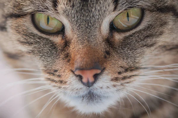 Portret Puszystego Kota Rasy Czystej — Zdjęcie stockowe