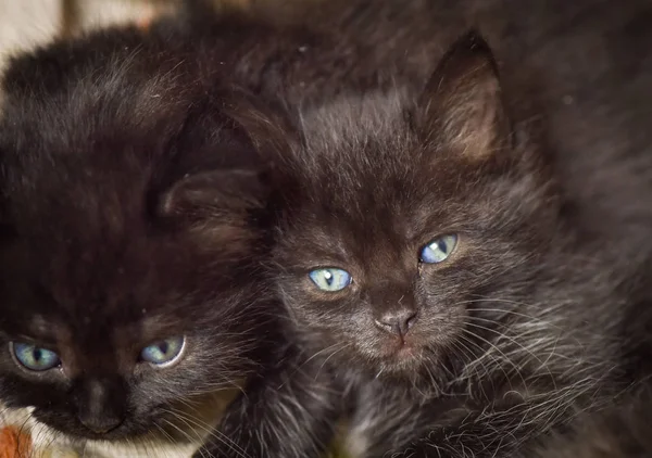 Portrait Fluffy Thoroughbred Kitten — Stock Photo, Image