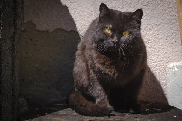 Porträt Einer Flauschigen Vollblutkatze — Stockfoto