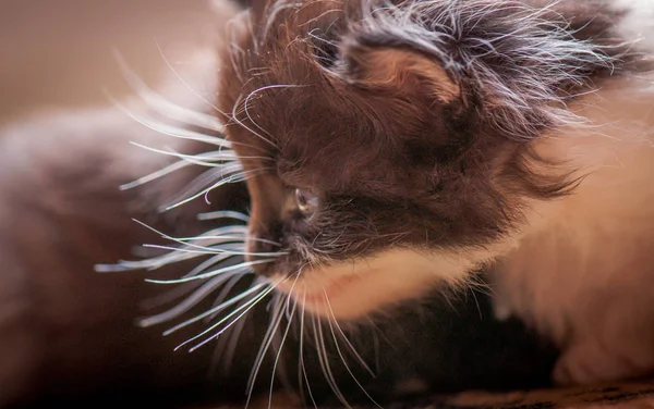 Portret Van Een Pluizig Volbloed Kitten — Stockfoto