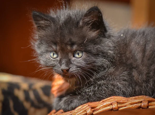 Portret Puszystego Rasowego Kociaka — Zdjęcie stockowe