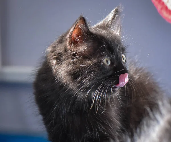 Kabarık Safkan Bir Kedi Yavrusu Portresi — Stok fotoğraf