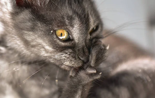 Retrato Gatinho Puro Sangue Fofo — Fotografia de Stock