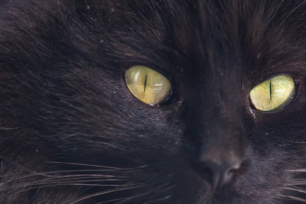 Retrato Gato Pura Sangre Mullido — Foto de Stock