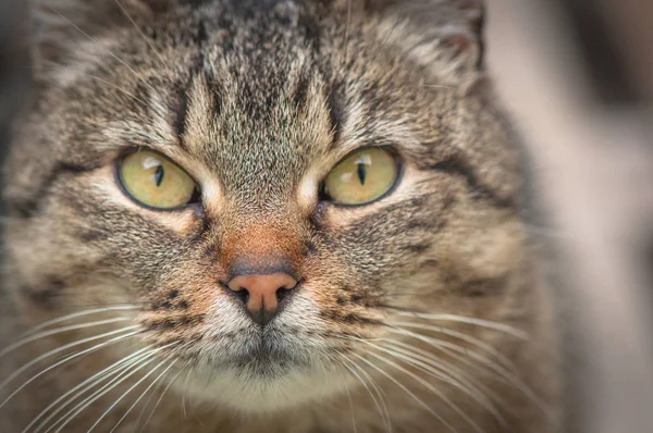 Retrato Gato Puro Sangue Fofo — Fotografia de Stock