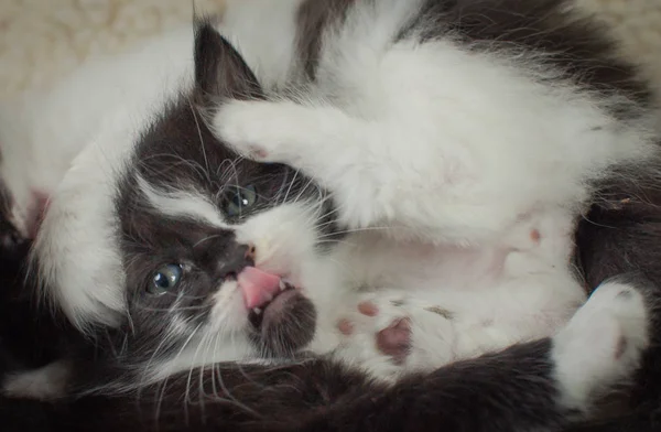 Portrait Fluffy Thoroughbred Kitten — Stock Photo, Image