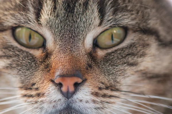 Retrato Gato Pura Sangre Mullido — Foto de Stock