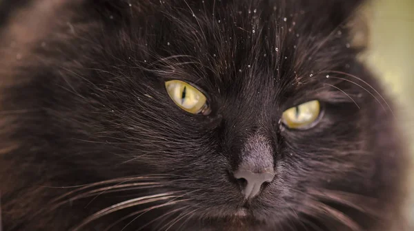 Retrato Gato Puro Sangue Fofo — Fotografia de Stock