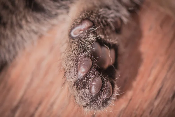 一只蓬松的纯种小猫的肖像 — 图库照片