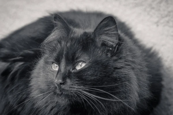 Kabarık Bir Safkan Kedi Portresi — Stok fotoğraf