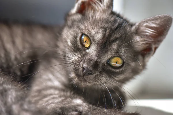 Portrait Fluffy Thoroughbred Kitten — Stock Photo, Image