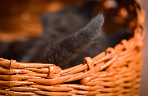 Portret Van Een Pluizig Volbloed Kitten — Stockfoto