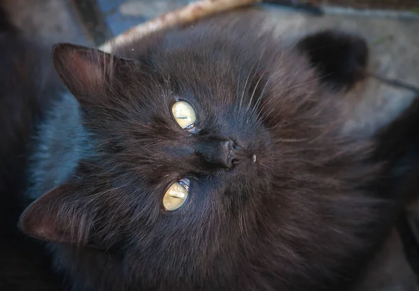Portrét Načechrané Plnokrevné Kočičko — Stock fotografie