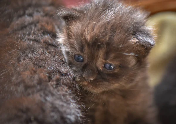 Portrait Fluffy Thoroughbred Kitten — Stock Photo, Image