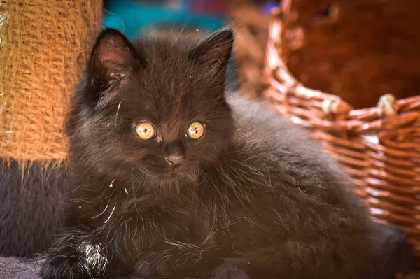 Portrait Fluffy Thoroughbred Kitten — Stock Photo, Image