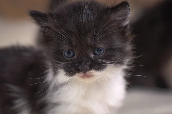 Portrait Fluffy Thoroughbred Kitten — Stock Photo, Image