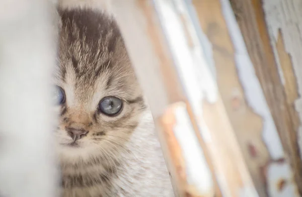 Retrato Gatinho Puro Sangue Fofo — Fotografia de Stock