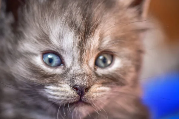 Retrato Gatinho Puro Sangue Fofo — Fotografia de Stock