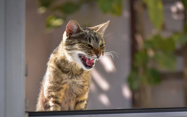 Retrato Gato Puro Sangue Fofo — Fotografia de Stock