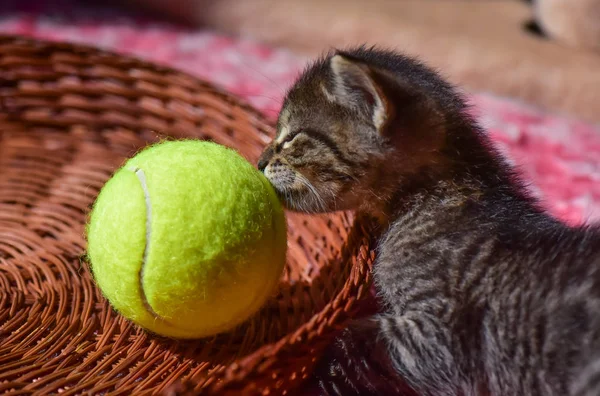 Portrait Fluffy Thoroughbred Kitten — Stock Photo, Image