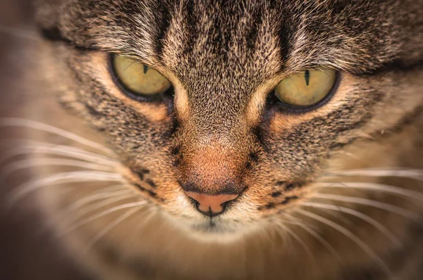 Retrato Gato Puro Sangue Fofo — Fotografia de Stock