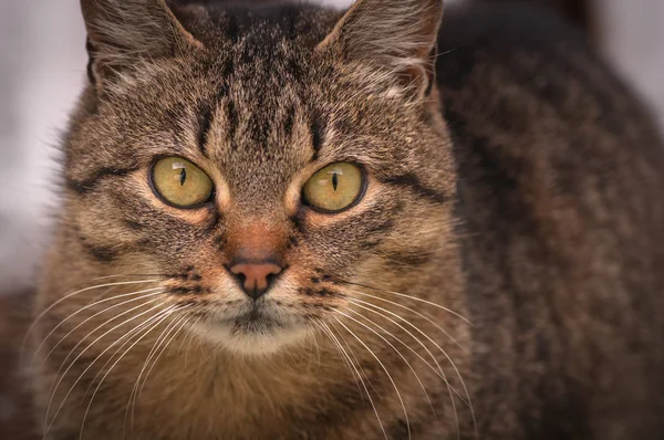 Porträt Einer Flauschigen Vollblutkatze — Stockfoto