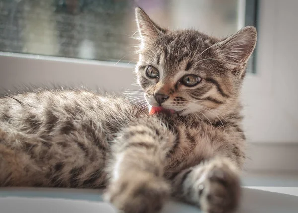 Portret Van Een Pluizig Volbloed Kitten — Stockfoto