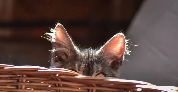 Portrait Fluffy Thoroughbred Kitten — Stock Photo, Image