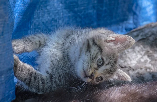 Portrait Fluffy Thoroughbred Kitten — Stock Photo, Image