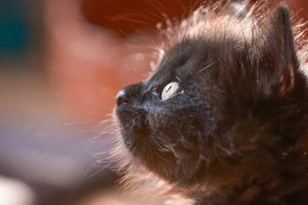 一只蓬松的纯种小猫的肖像 — 图库照片