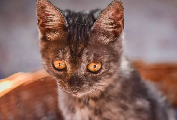 Retrato Gatinho Puro Sangue Fofo — Fotografia de Stock