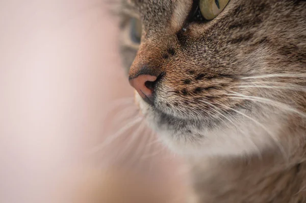 Portrait Fluffy Thoroughbred Cat — Stock Photo, Image