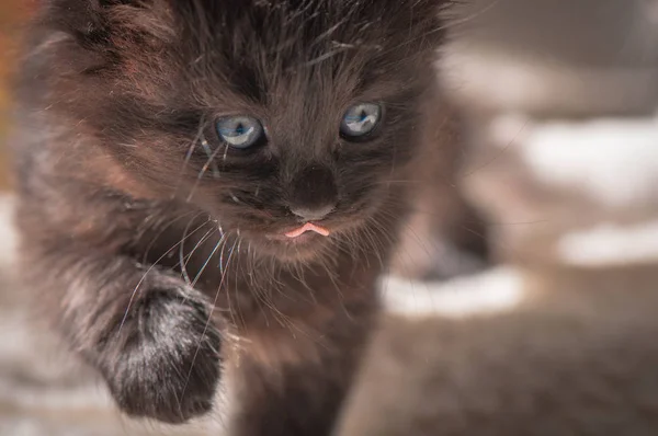 Portrait Fluffy Thoroughbred Kitten — Stock Photo, Image