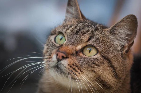 Portrét Načechrané Plnokrevné Kočky — Stock fotografie