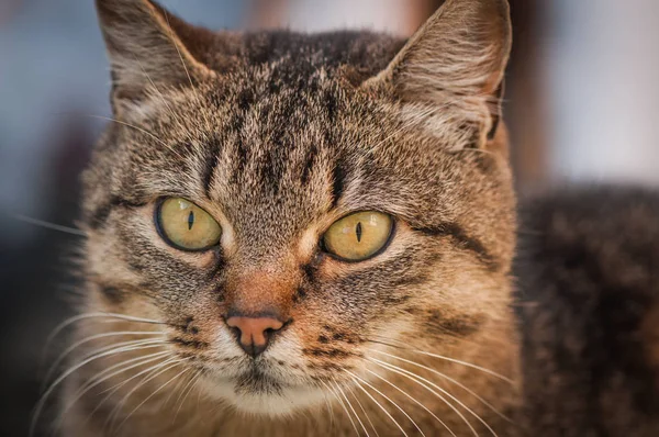 Portret Puszystego Kota Rasy Czystej — Zdjęcie stockowe